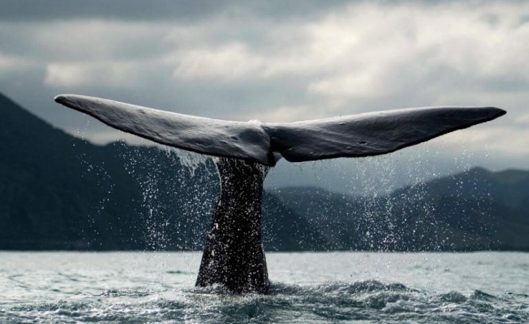 Биткоин-киты за сутки переместили BTC на 84 миллиона долларов