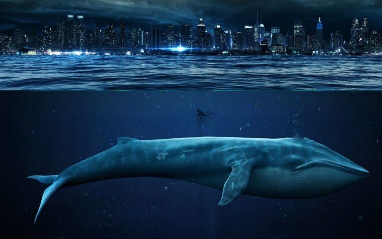 Bloomberg: биткоин-киты контролируют 95% от всех выпущенных биткионов