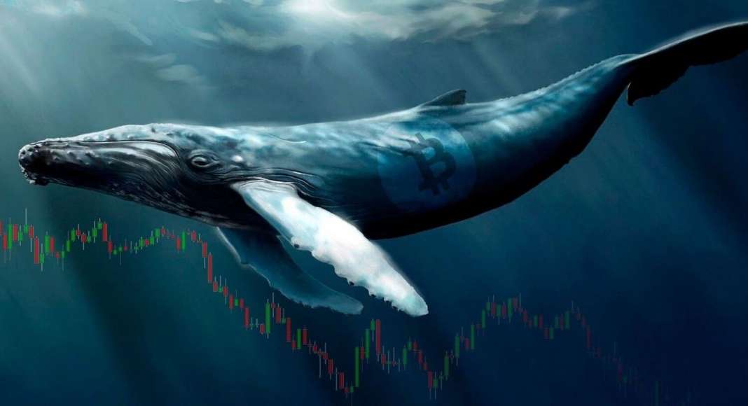 Биткоин-кит выводит BTC на 12 миллионов долларов из Coinbase на внешний криптокошелек