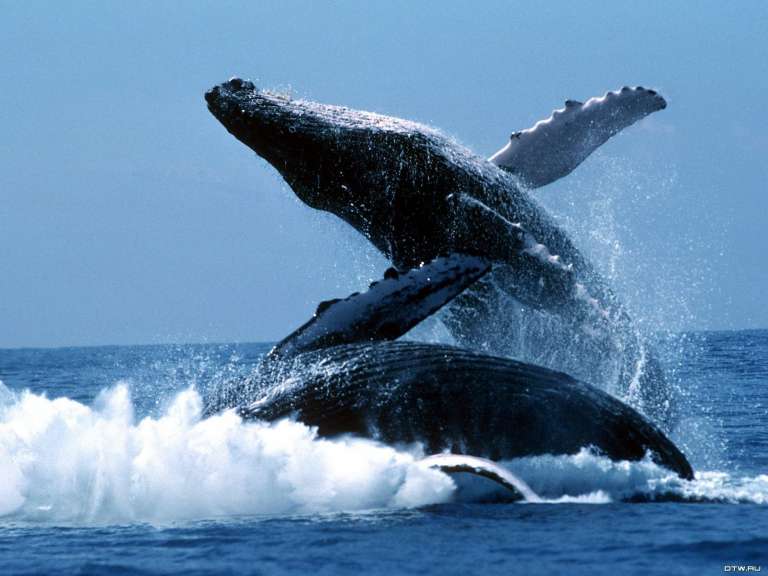 Биткоин-киты переместили BTC на 2 миллиарда долларов