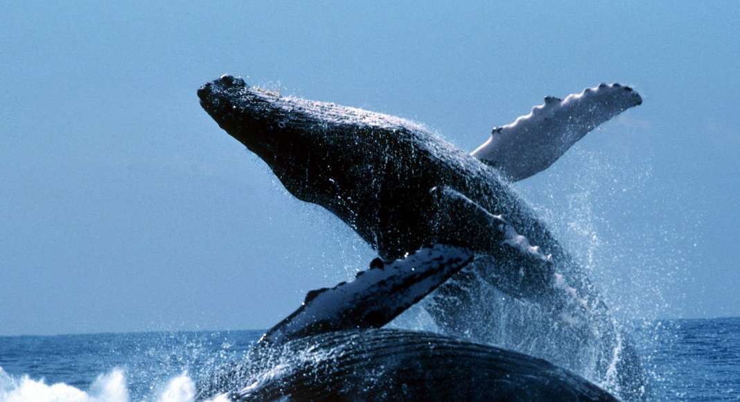 Биткоин-кит перемещает 10 тысяч BTC на Binance