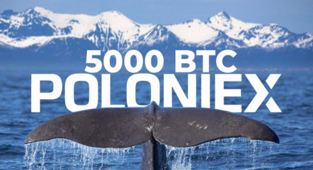 Биткоин-кит перевел 5 000 BTC на Poloniex